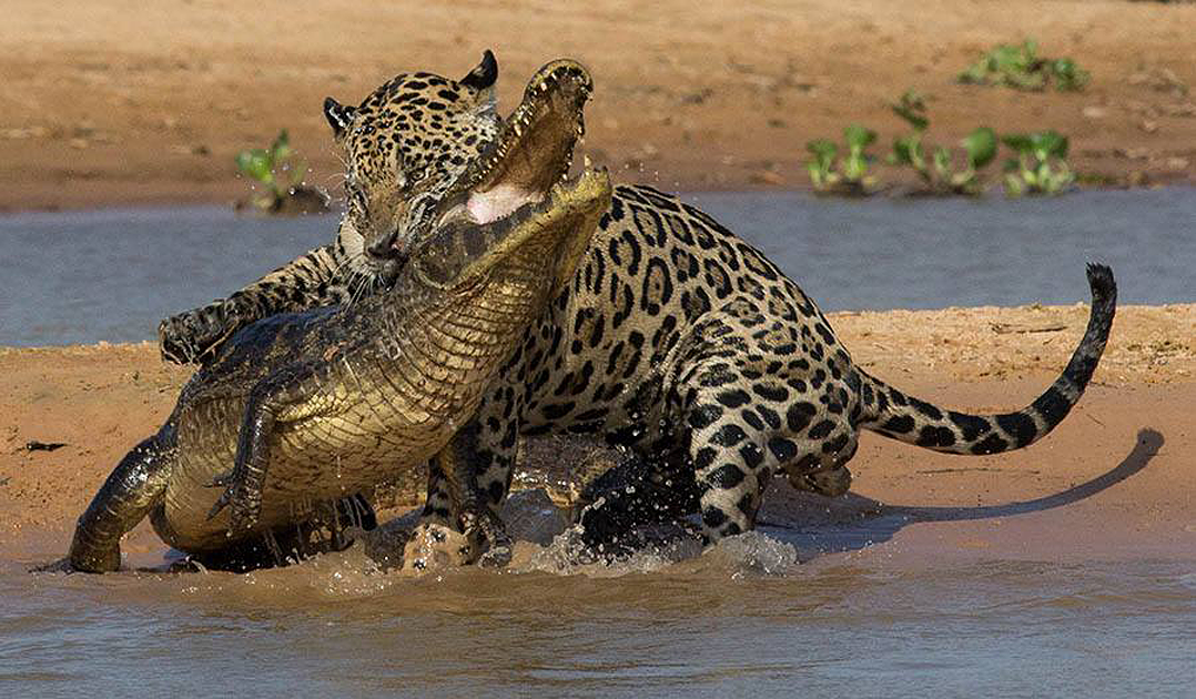 Jaguars Pantanal wildlife photography tours Brazil