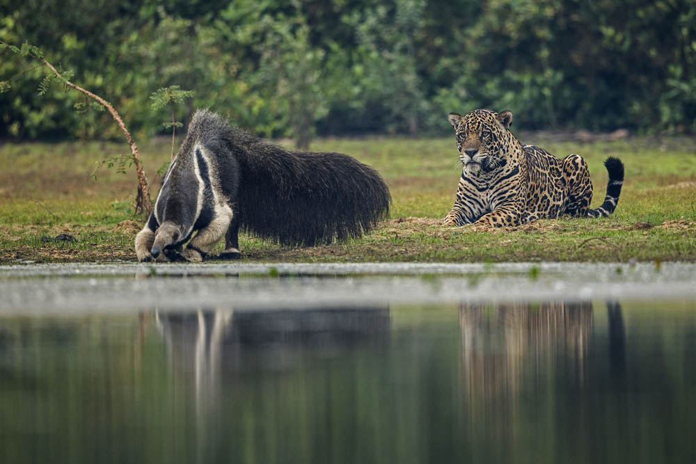 jaguars, pantanal, tours, brazil, photography, wildlife