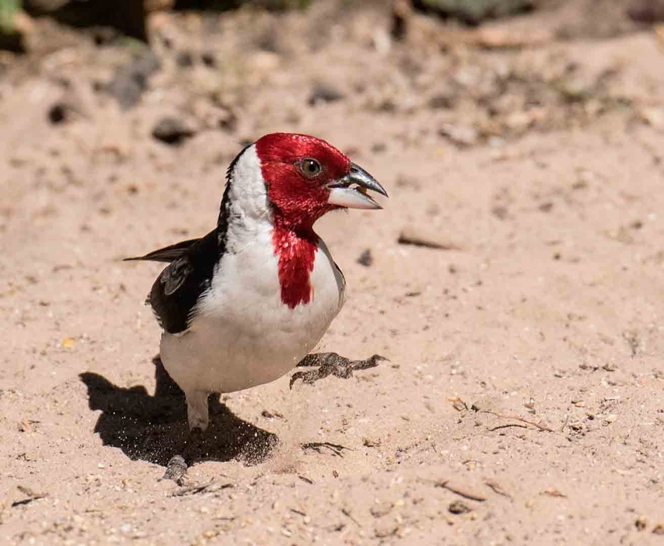 Puma photography tours Torres del Paine Chile