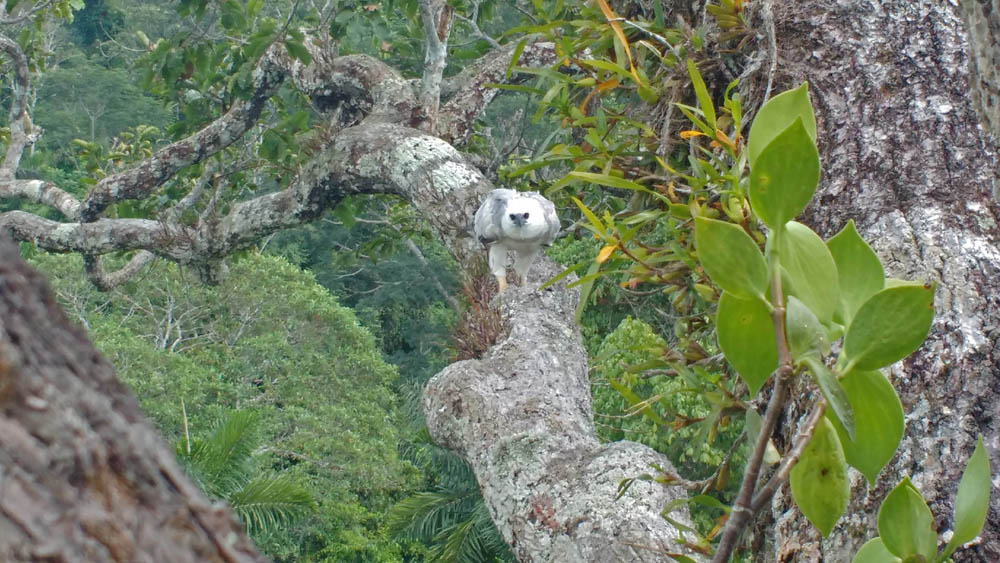 jaguars, pantanal, tours, brazil, photography, wildlife