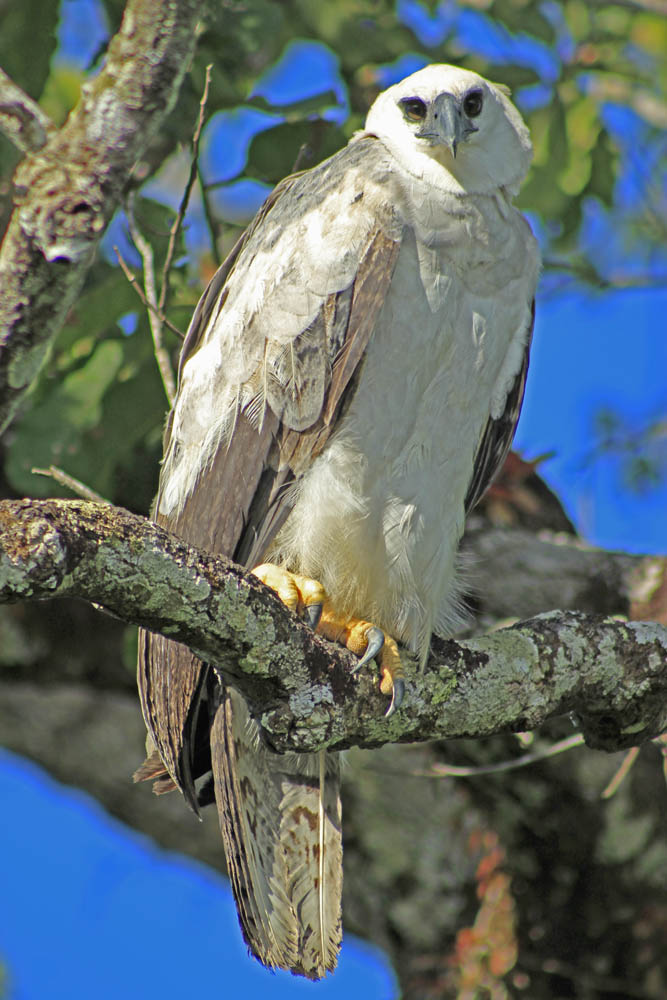 Brazilian Eagles