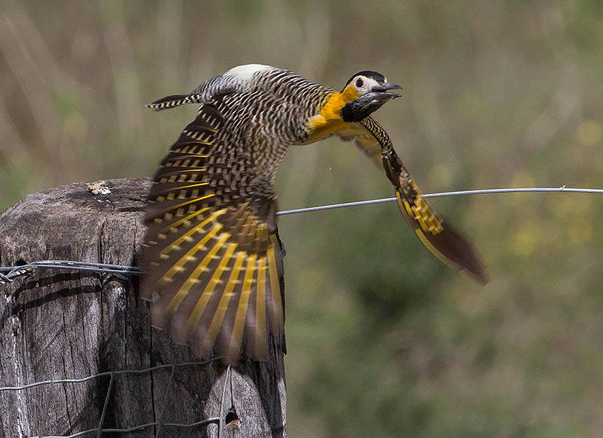 jaguars, pantanal, tours, brazil, photography, wildlife