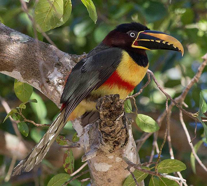 jaguars, pantanal, tours, brazil, photography, wildlife