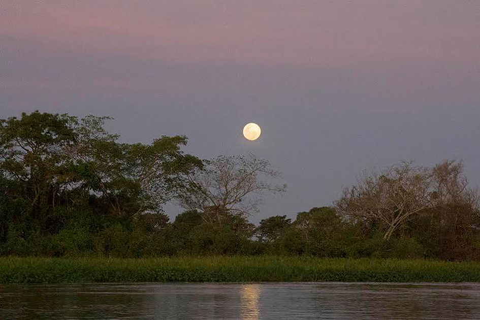 jaguars, pantanal, tours, brazil, photography, wildlife