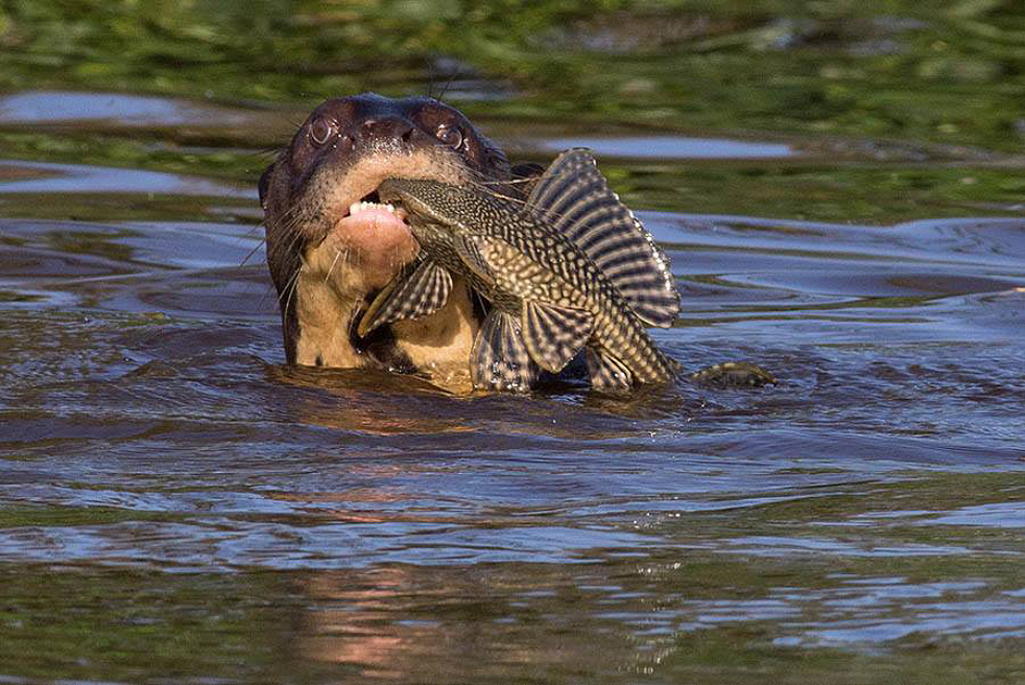 jaguars, pantanal, tours, brazil, photography, wildlife