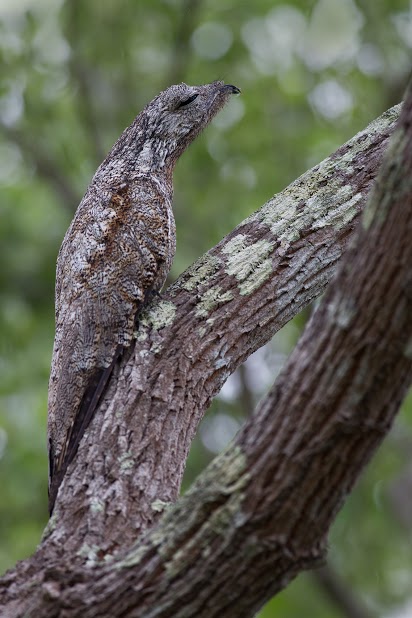 jaguars, pantanal, tours, brazil, photography, wildlife