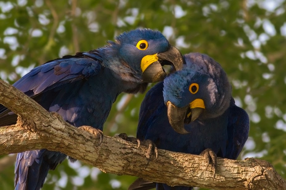 jaguars, pantanal, tours, brazil, photography, wildlife