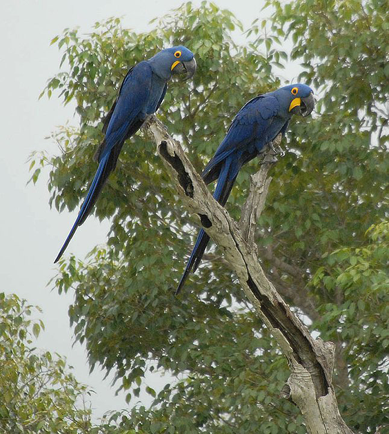 jaguars, pantanal, tours, brazil, photography, wildlife