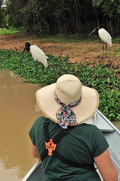 jaguars, pantanal, tours, brazil, photography, wildlife