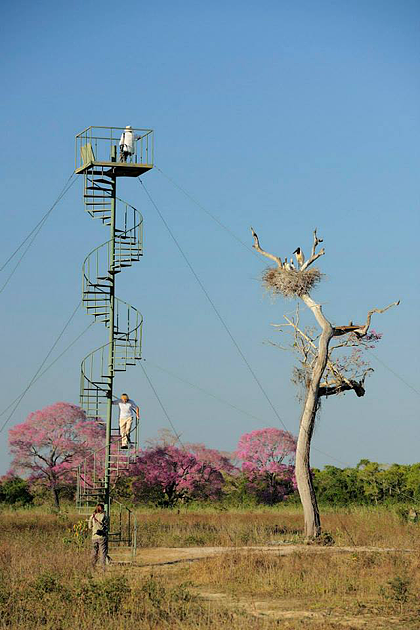 jaguars, pantanal, tours, brazil, photography, wildlife