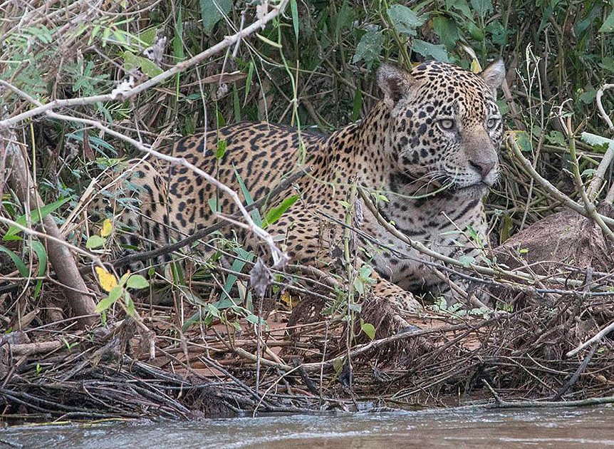 Jaguars Pantanal wildlife photography tours Brazil