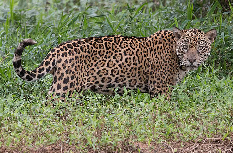 jaguars, pantanal, tours, brazil, photography, wildlife