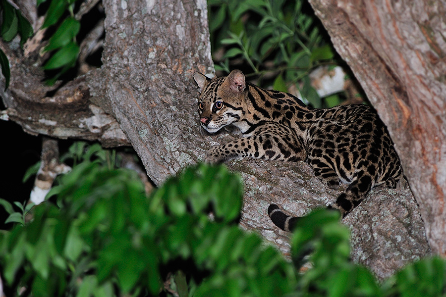 jaguars, pantanal, tours, brazil, photography, wildlife