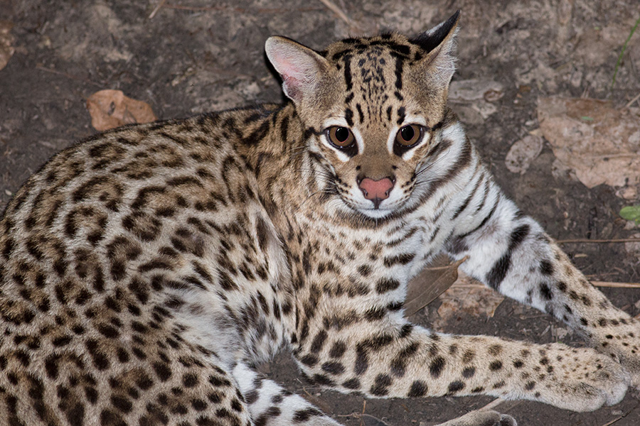 jaguars, pantanal, tours, brazil, photography, wildlife