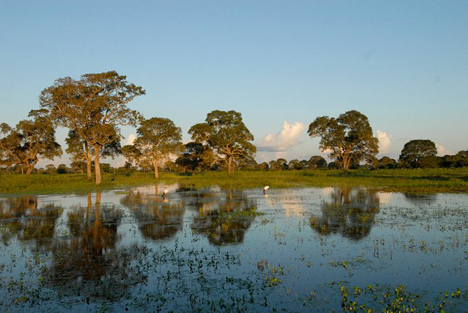 jaguars, pantanal, tours, brazil, photography, wildlife