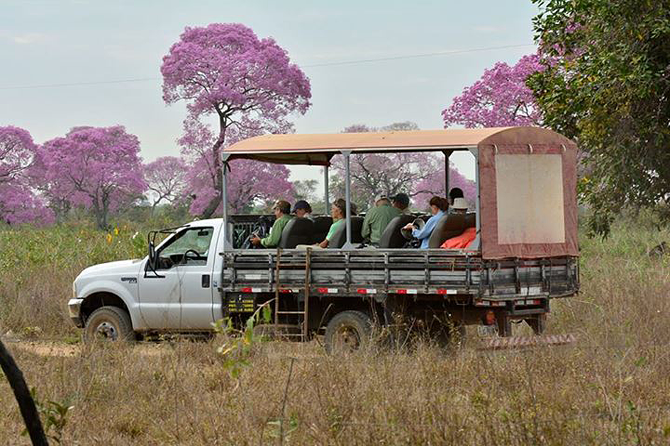 jaguars, pantanal, tours, brazil, photography, wildlife