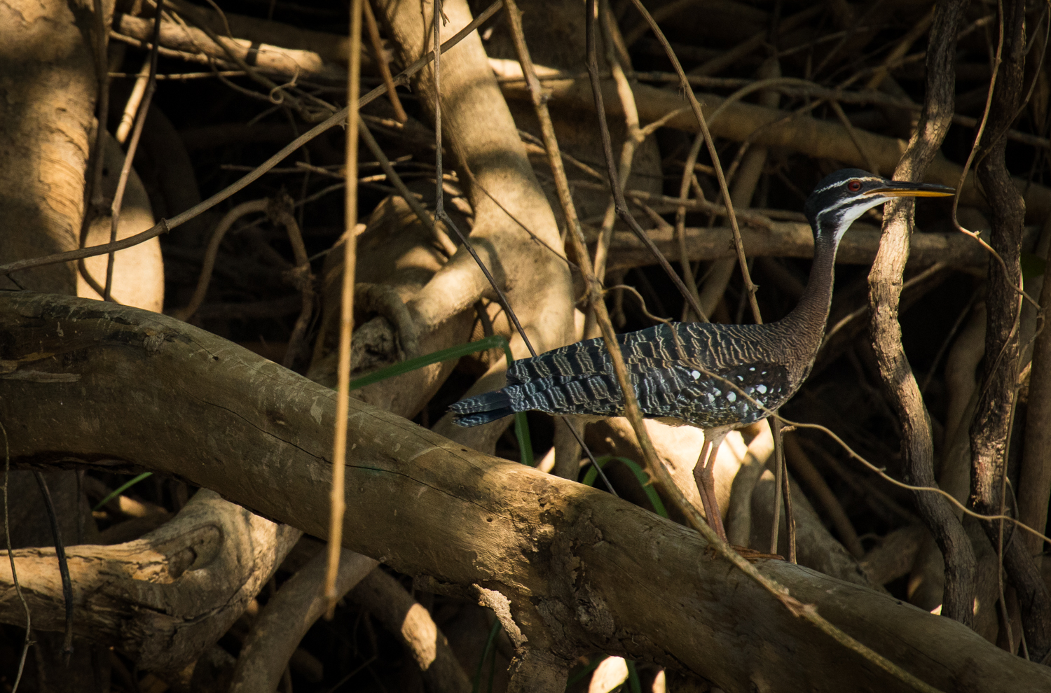 jaguars, pantanal, tours, brazil, photography, wildlife