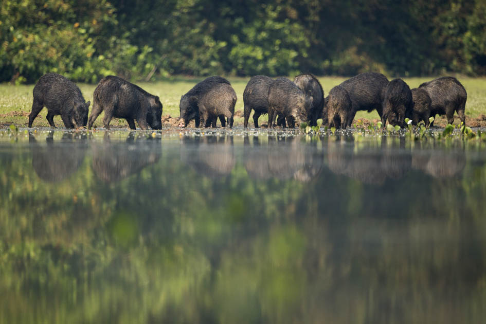 jaguars, pantanal, tours, brazil, photography, wildlife