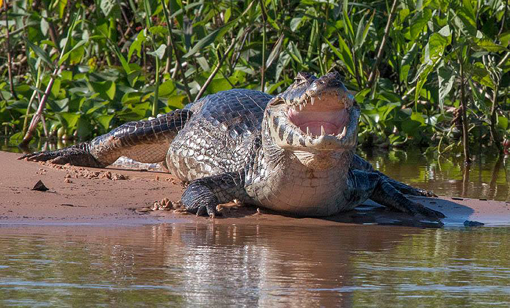 jaguars, pantanal, tours, brazil, photography, wildlife