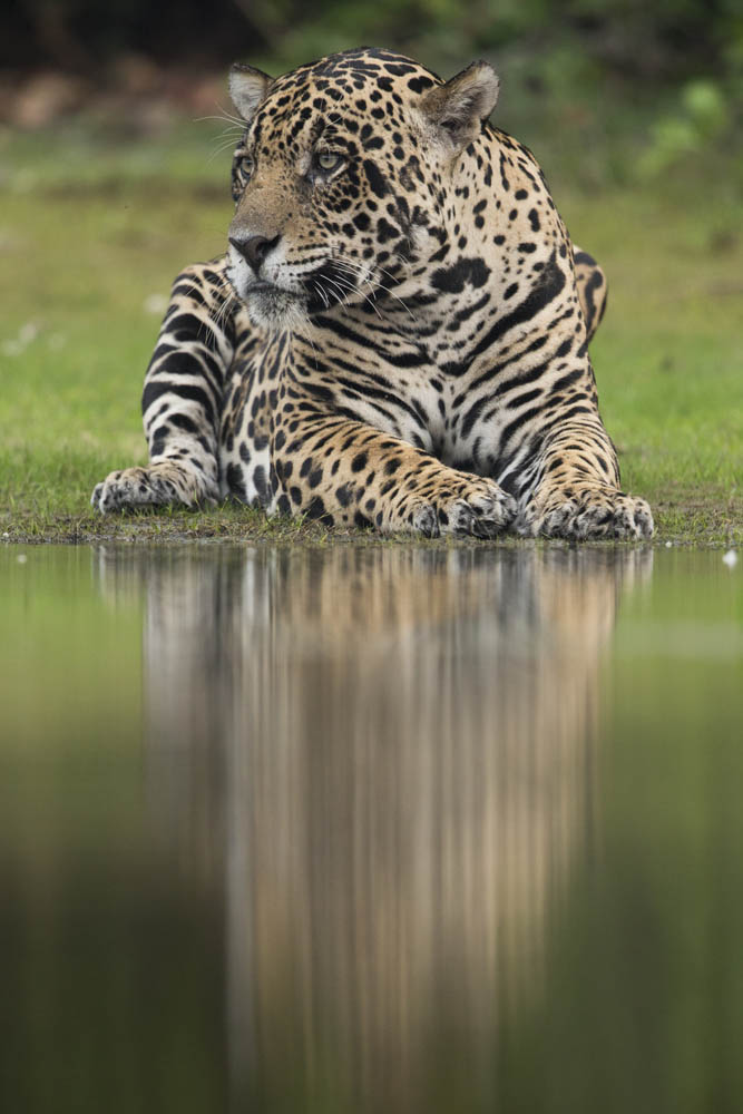 jaguars, pantanal, tours, brazil, photography, wildlife