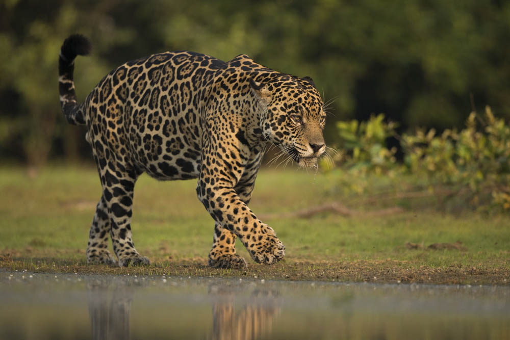 jaguars, pantanal, tours, brazil, photography, wildlife