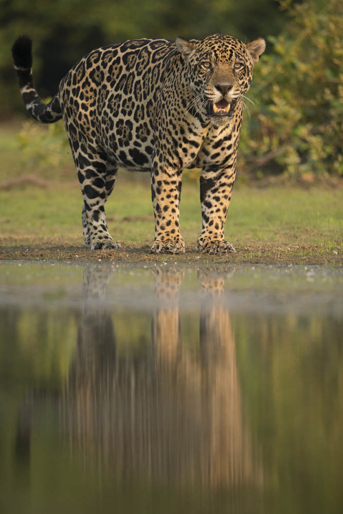 jaguars, pantanal, tours, brazil, photography, wildlife