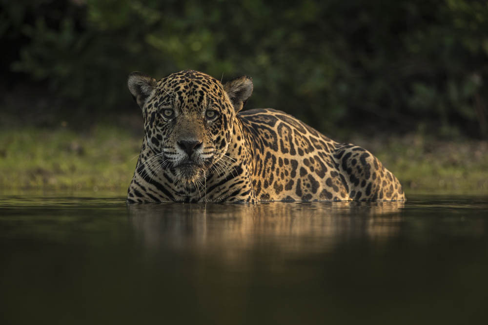 jaguars, pantanal, tours, brazil, photography, wildlife