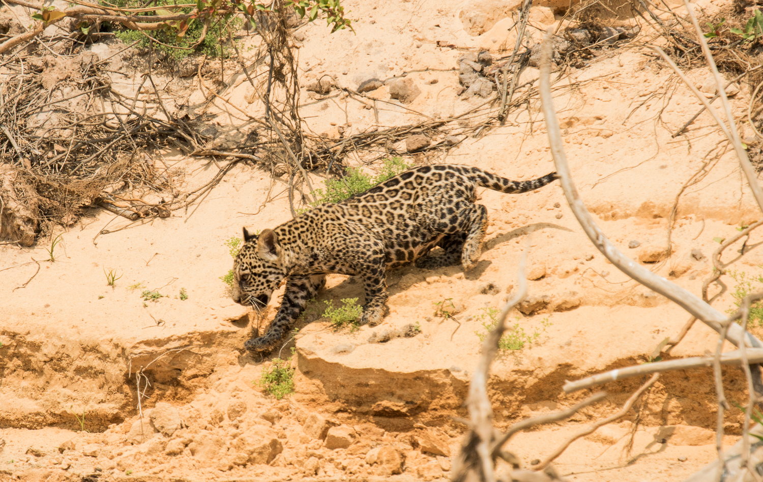 jaguars, pantanal, tours, brazil, photography, wildlife