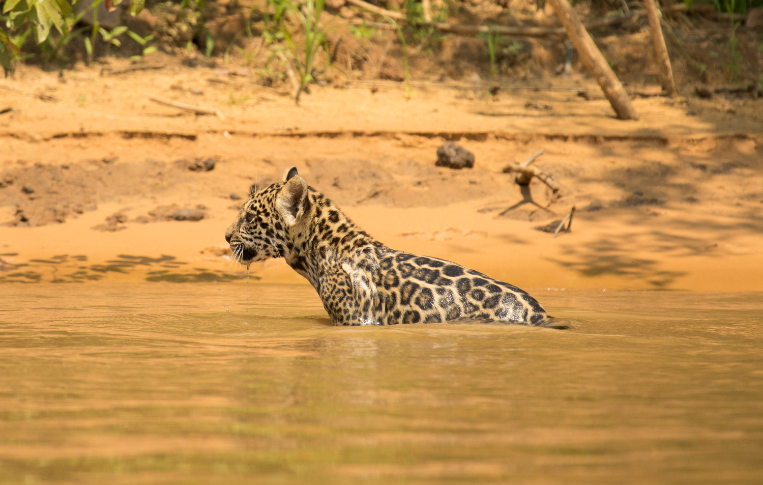 jaguars, pantanal, tours, brazil, photography, wildlife