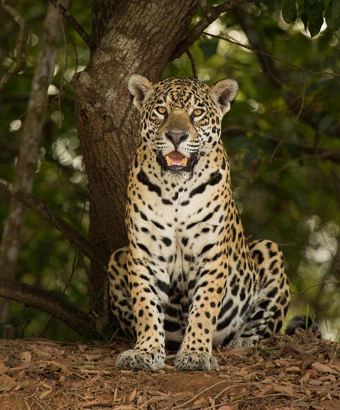 jaguars, pantanal, tours, brazil, photography, wildlife