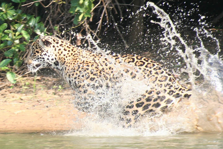 Jaguars Pantanal wildlife photography tours Brazil