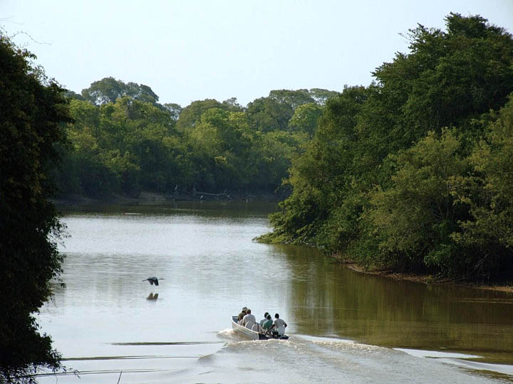 jaguars, pantanal, tours, brazil, photography, wildlife