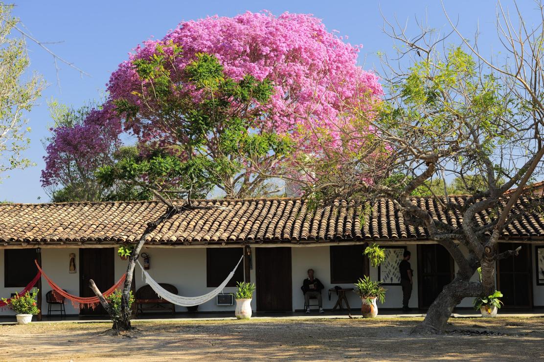 jaguars, pantanal, tours, brazil, photography, wildlife