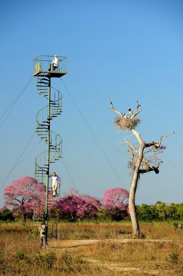 jaguars, pantanal, tours, brazil, photography, wildlife