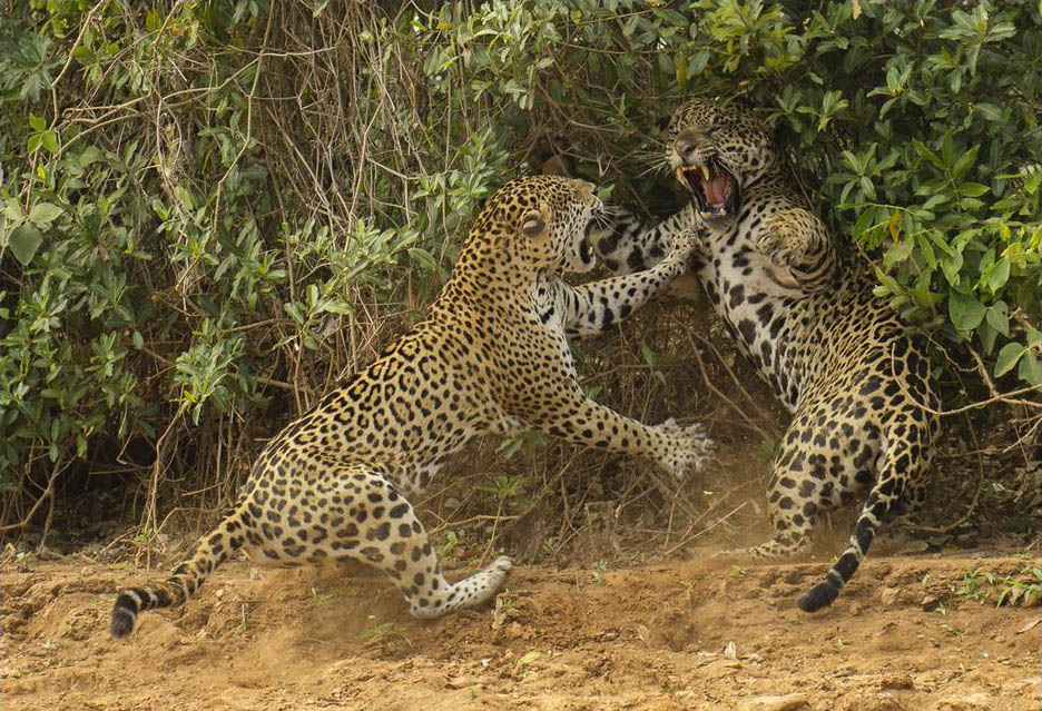 Jaguars, Pantanal, wildlife, photography, tours, Brazil