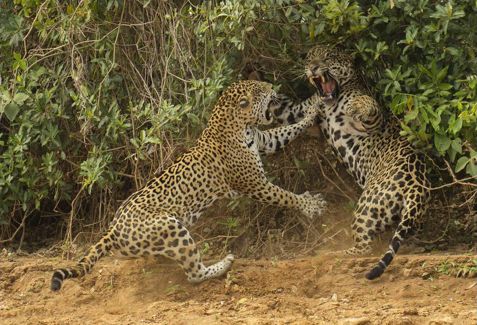 jaguars, pantanal, tours, brazil, photography, wildlife