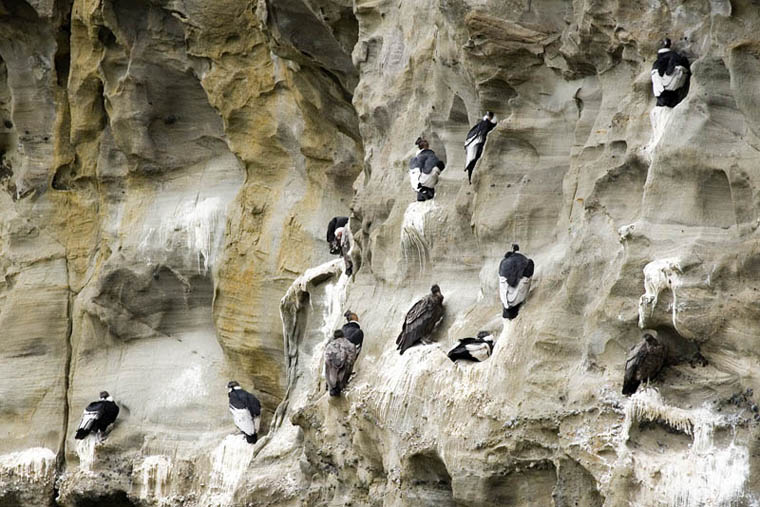 pumas, andean condors, chile, tierra del fuego, wildlife, photography, tours, safaris