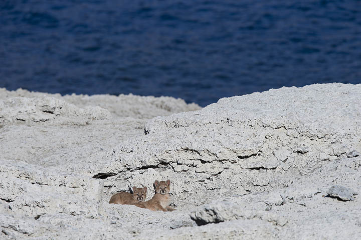 Puma photography tours Torres del Paine Chile