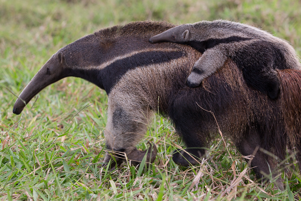 Iguazu Falls, Iguaz Falls, Iguassu Falls, Iguau Falls, Brazil, Argentina, wildlife, photography, tours