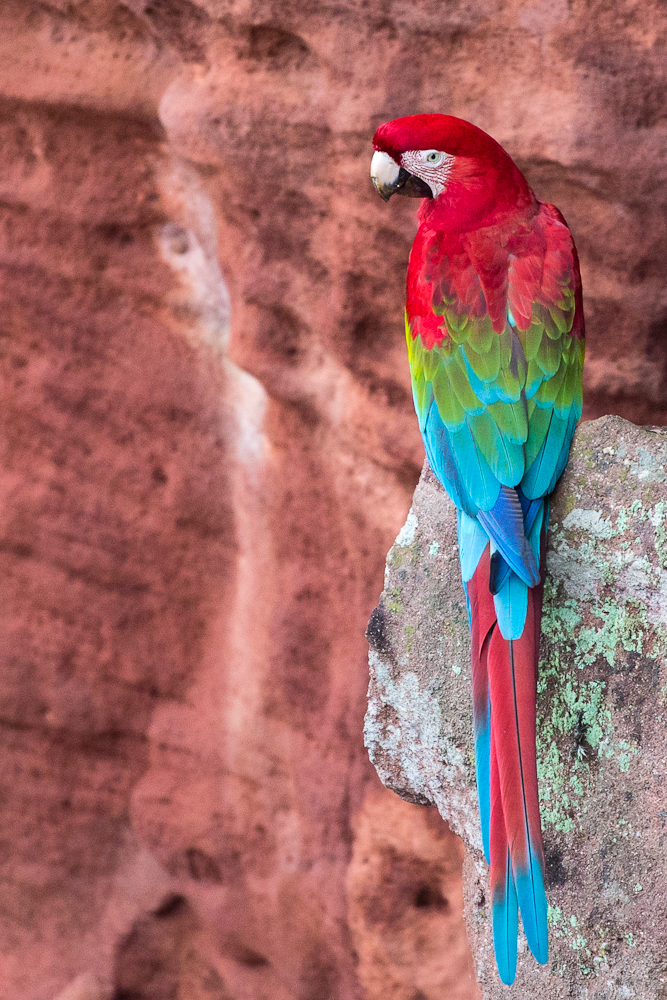 Iguazu Falls, Iguazú Falls, Iguassu Falls, Iguaçu Falls, Brazil, Argentina, wildlife, photography, tours