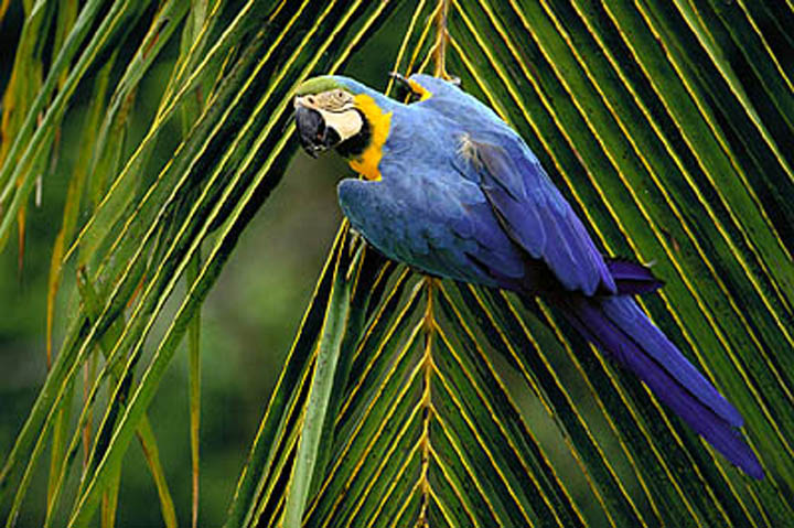 Maned Wolf, Hyacinth Macaw, photography, tours, Brazil width=