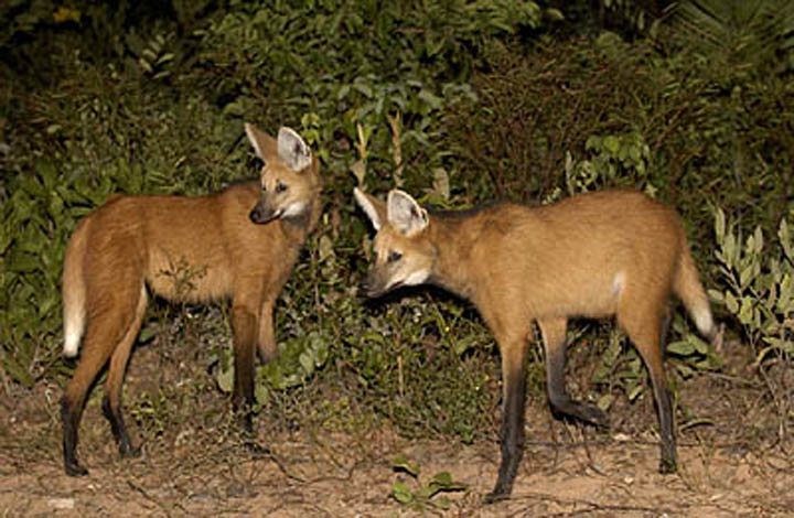 Maned Wolf, Hyacinth Macaw, photography, tours, Brazil

 width=