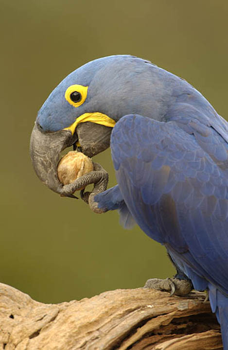 Maned Wolf, Hyacinth Macaw, photography, tours, Brazil HEIGHT=