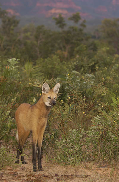 Maned Wolf, Hyacinth Macaw, photography, tours, Brazil HEIGHT=