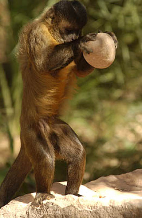 Maned Wolf, Hyacinth Macaw, photography, tours, Brazil HEIGHT=