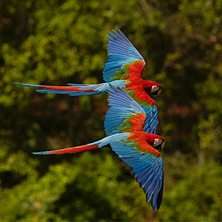 Maned Wolf, Hyacinth Macaw, photography, tours, Brazil HEIGHT=